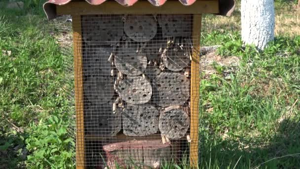 Hotel Owad i wiele latających dzikich pszczół w wiosennym ogrodzie - Materiał filmowy, wideo