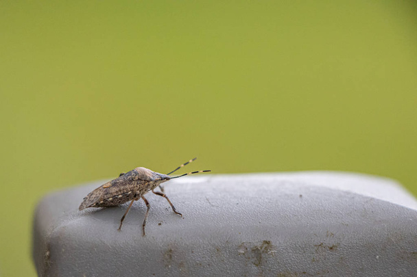 Auf einem Zaunpfahl sitzt ein kleiner brauner Käfer - Foto, Bild