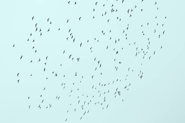 stado ptaków na tle niebieskiego nieba - Zdjęcie, obraz