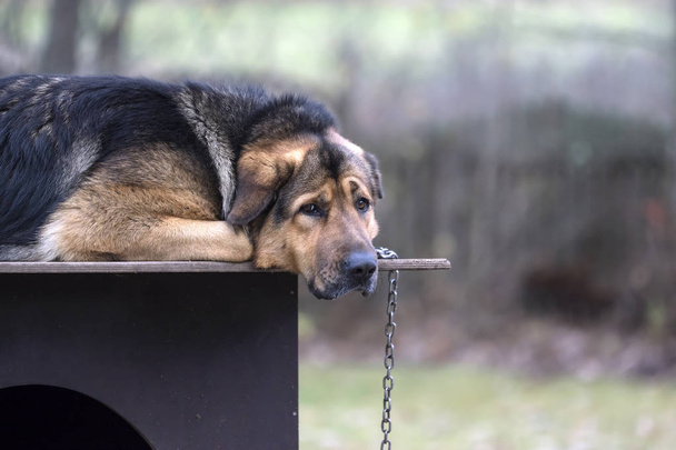 Sad dog on a chain lying on dogs hut. Bored dog. This is crossbreed of Tibetian mastiff and German shepherd dog. - 写真・画像