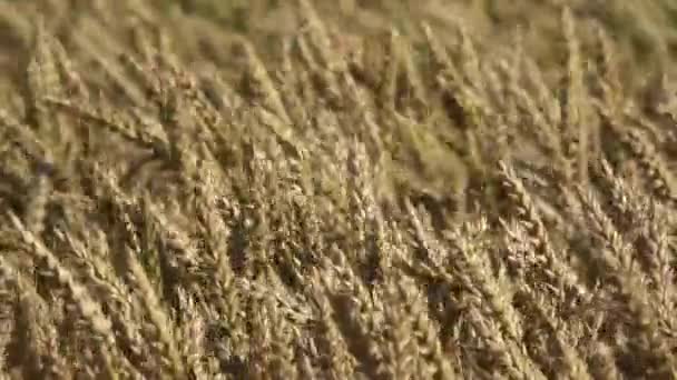 Wind in ripe golden wheat fields, ears motion in wind, agriculture background - Materiaali, video