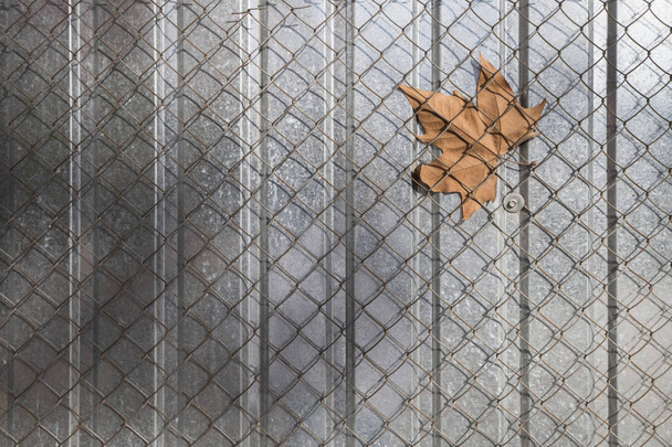 Сетка забор, в которой кленовый лист застрял
 - Фото, изображение