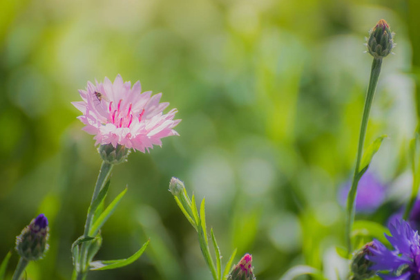 Flor de aciano rosa de cerca
 - Foto, imagen