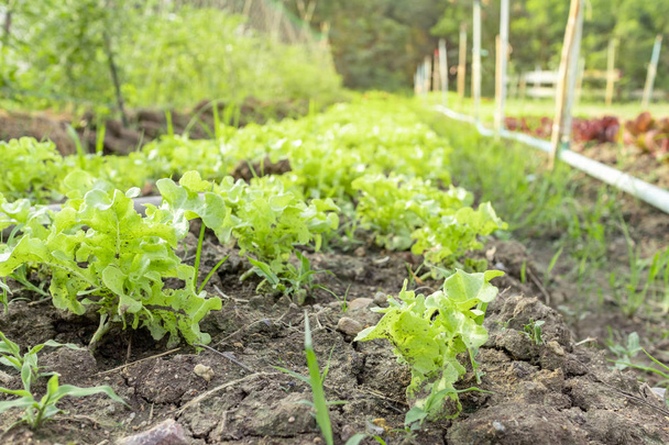 Gemüsegarten mit frischem Salat wächst in reichlich Erde - Foto, Bild