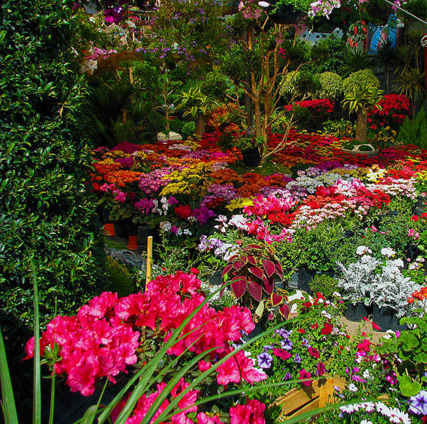 Etelä Mexico City on kuuluisa markkinat kukkia ja kasveja, joista löydät eniten erilaisia kukkia, puita ja jopa joitakin siemeniä kasvattaa omaa ruokaa
. - Valokuva, kuva