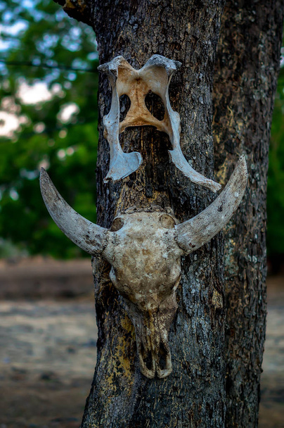 Ağaçlarda asılı duran geyik hayvanların kafatasları, vahşi yırtıcıların ve doğal yırtıcıların izleri.. - Fotoğraf, Görsel
