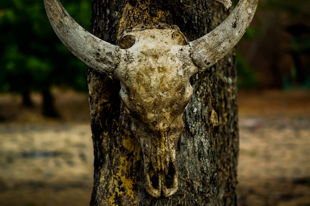 木にかかっている鹿の動物の頭蓋骨は荒野にあり、野生の捕食者と自然捕食者の痕跡です。. - 写真・画像