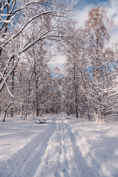 Paysage d'une forêt d'hiver. Nature en hiver. Commerces dans un parc d'hiver
 - Photo, image