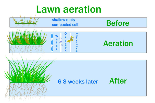 Provzdušňování trávníku pro aktivní růst rostlin. Volný přístup vody a vzduchu do půdy. Zpracovat kroky před a po. - Vektor, obrázek