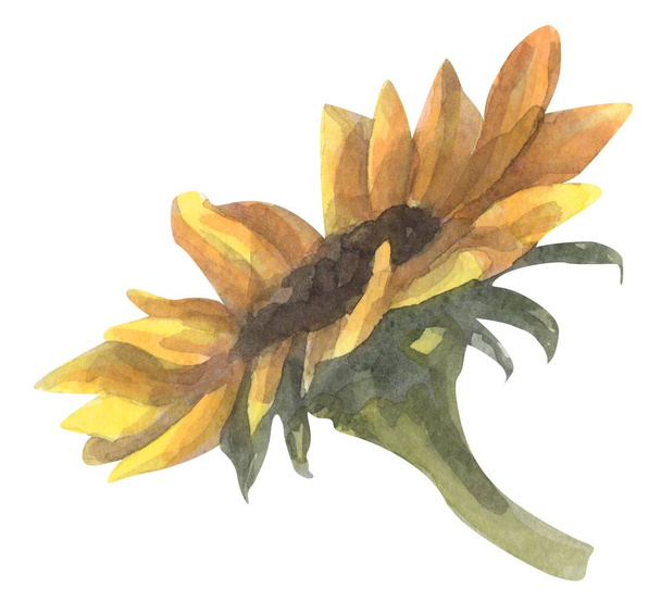 Sunflower watercolor hand drawn illustration - Фото, зображення