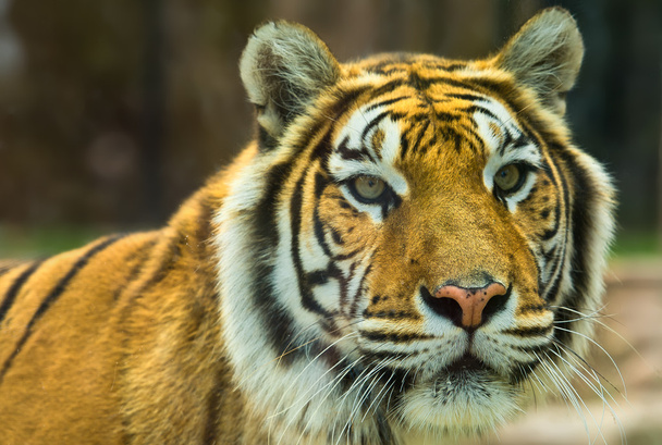 Bengálský tygr na pohotovosti - Fotografie, Obrázek