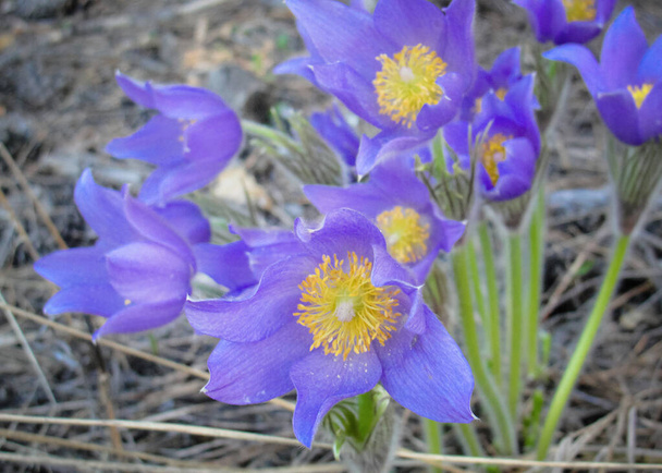 Перша весняна квітка фіолетових патернів Пулатілла розквіт лісу
 - Фото, зображення