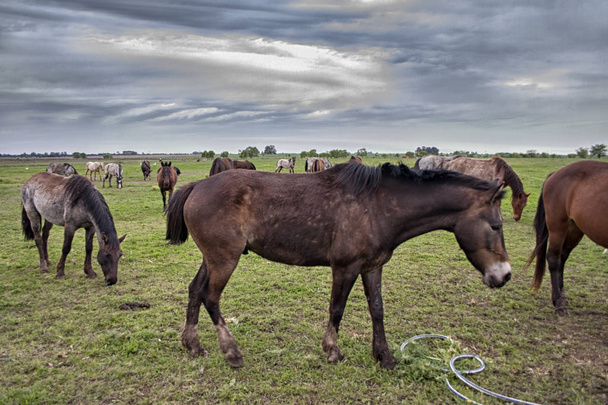 Wild horses graze in the sunlit meadow - Photo, Image