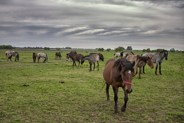 Chevaux sauvages pâturent dans la prairie ensoleillée
 - Photo, image