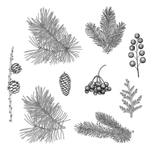 手描きの枝やトウヒ、松、カラマツ、ローワンベリー、ジュニパーのコーン。クリスマスの植物のヴィンテージ黒と白の画像。ベクトルEps 10. - ベクター画像
