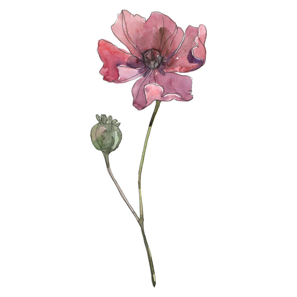 Klaproos Floral botanische bloem. Aquarel achtergrond illustratie instellen. Geïsoleerde Poppy illustratie element. - Foto, afbeelding