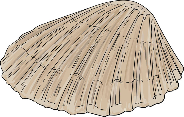 sea shell isolated - Вектор, зображення