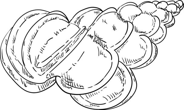 Cáscara marina aislada
 - Vector, imagen