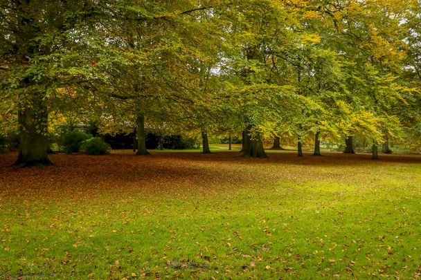 parks in autumn season colors of the november season mist - Foto, imagen