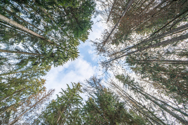 Omberg ekopark ja luonnonsuojelualue
 - Valokuva, kuva