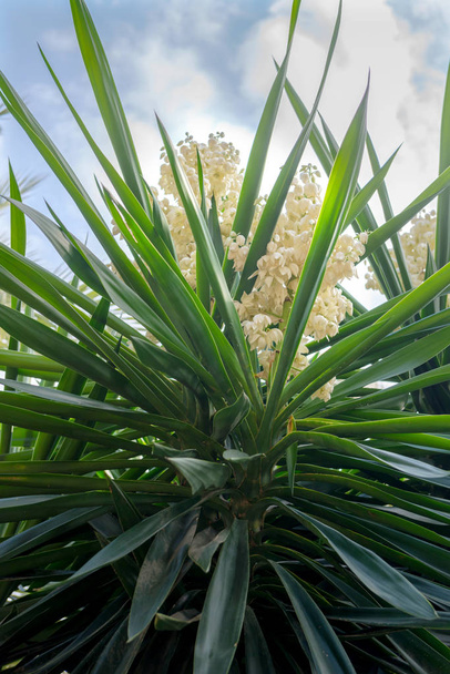 Kvetoucí palmový yucca. Španělsko. Elche. - Fotografie, Obrázek