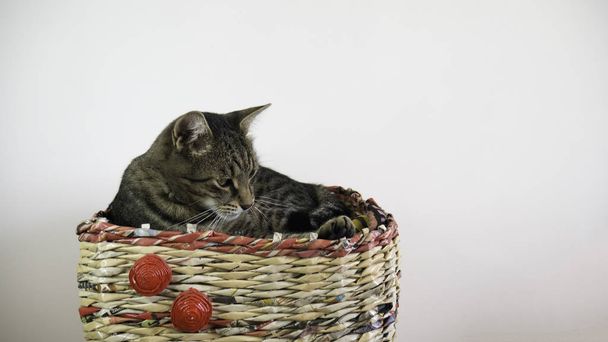 Νυσταγμένη ριγέ γάτα σε ένα καλάθι. - Φωτογραφία, εικόνα