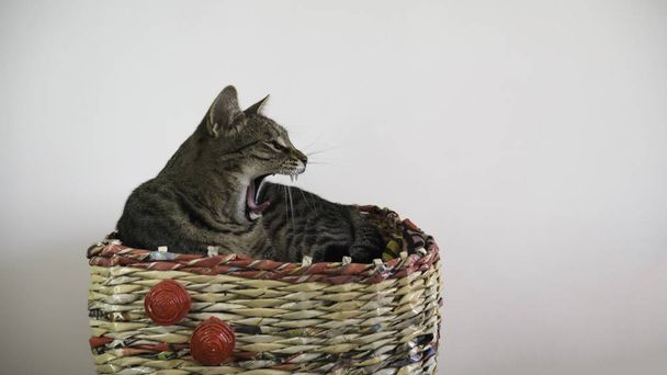 Śpiący kot ziewa leżąc w koszyku w domu. Kot krzyczy. - Zdjęcie, obraz