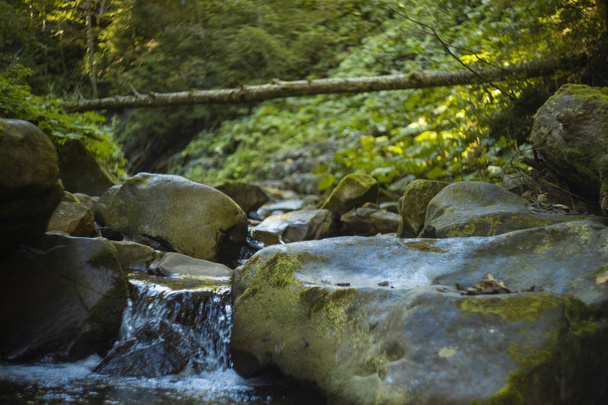 majestic artistic soft focus highland mountain forest scenic landscape view of small rocky stream under felling tree and unfocused bokeh natural sunny background  - Foto, Imagem