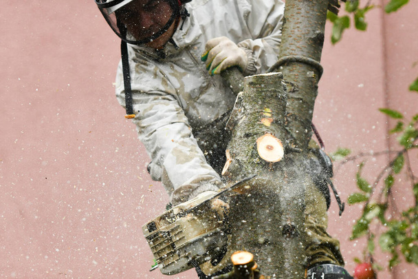 Muž řezá strom zblízka. Místo pro nápis. Dřevěné štěpky se rozletí. Řezání ve speciálním oblečení. - Fotografie, Obrázek