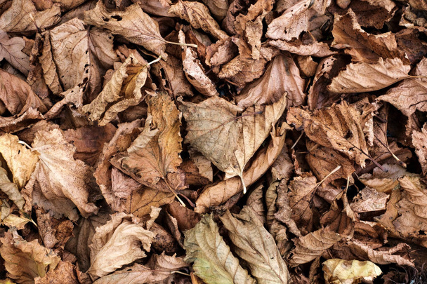 Withered dry leaves. Top view. Autumn october day - Foto, Imagem