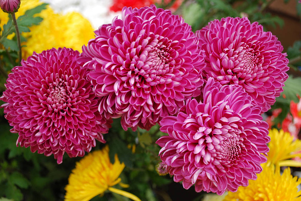 bright chrysanthemums are a decoration of autumn garden - Photo, Image