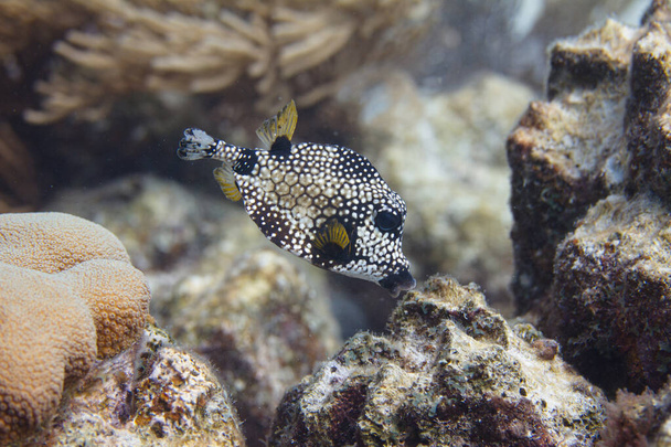Trunkfish liso
 - Foto, Imagem