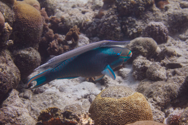 Queen Parrotfish and Trumpetfish - Photo, Image