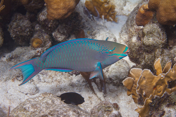Queen Parrotfish - Photo, Image
