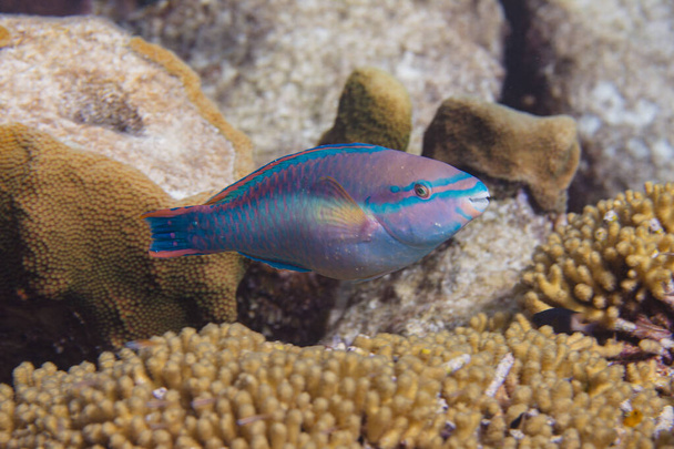 Princess Parrotfish on Coral Reef - Photo, Image