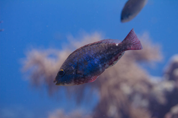 Parrotfish de banda roja
 - Foto, imagen