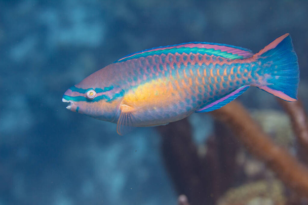 Mercan Resifinde Prenses Papağan Balığı - Fotoğraf, Görsel