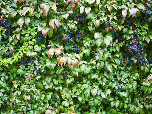 dark grape bush. background, texture for the background. grapes in the background. A wall covered with vine green leaves. Natural background from climbing plant. Vertical gardening - Photo, Image