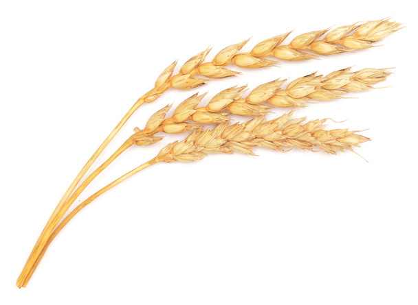 Olgun buğday - Fotoğraf, Görsel