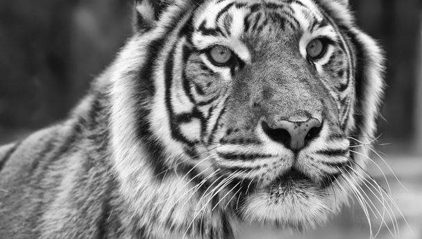 Face Of Majestic Big Bengal Tiger - Photo, Image