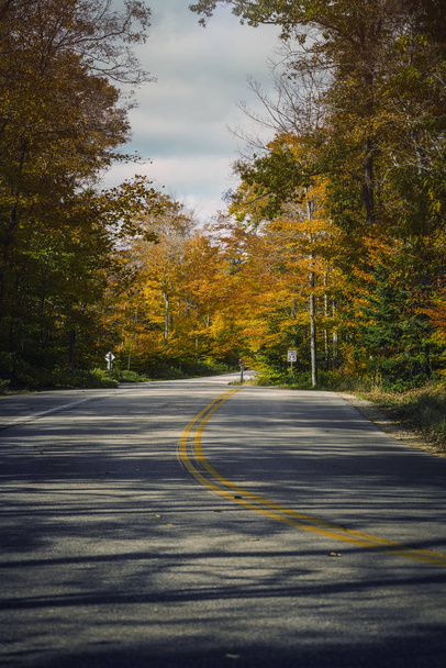 Empty asphalt road in autumn forest. Sunny day - 写真・画像