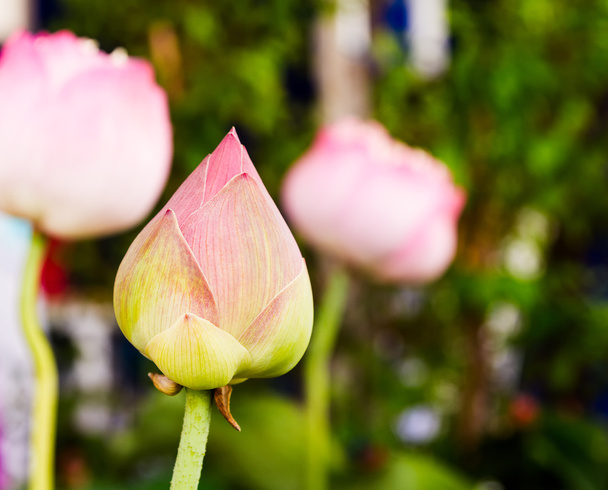 ροζ lotus φύλλα πράσινο φόντο - Φωτογραφία, εικόνα