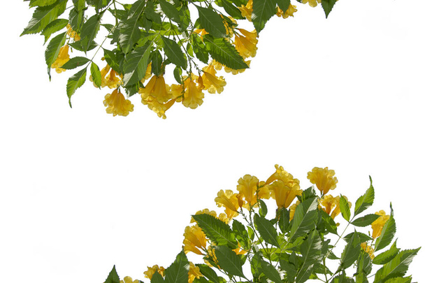 φθινοπωρινά λουλούδια ενάντια στον γαλάζιο ουρανό - Φωτογραφία, εικόνα