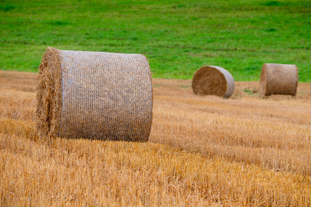 Сено тюки на поле после сбора урожая - Фото, изображение