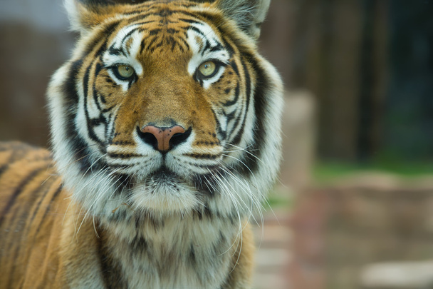El Gran Tigre de Bengala mirando
 - Foto, Imagen