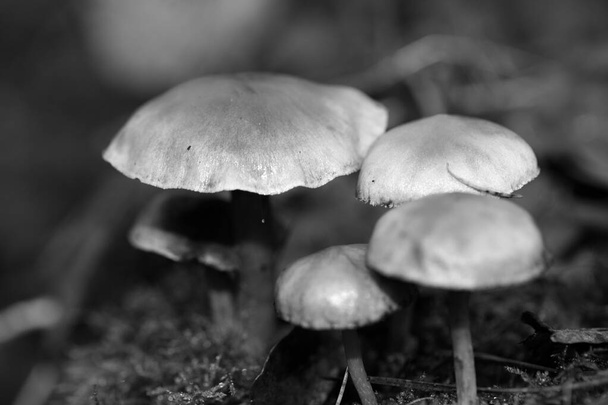 Cogumelos selvagens em preto e branco macro fundo cinquenta megapix
 - Foto, Imagem