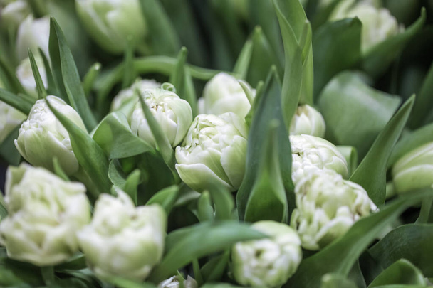 Piękne białe tulipany w oknie kwiaciarni. - Zdjęcie, obraz