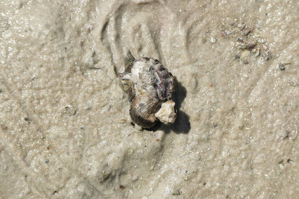 砂の中のカタツムリの殻｜Mida Creek Kenya Africa - 写真・画像