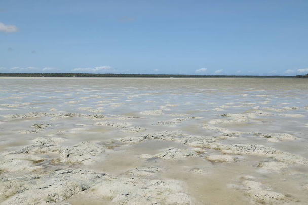 Gusci di lumaca in sabbia Mida Creek Kenya Africa - Foto, immagini