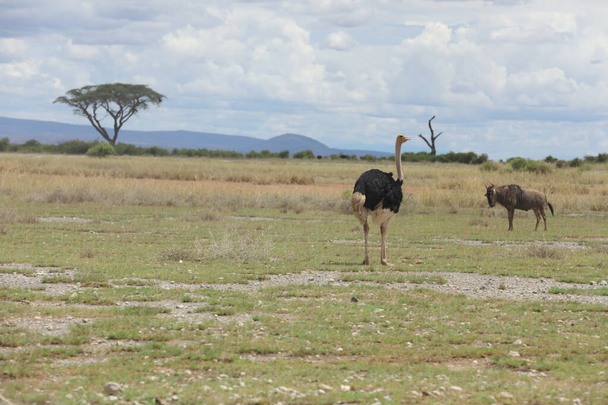 Дикий страус у Масаї Мара, Кенія, Африка - Фото, зображення